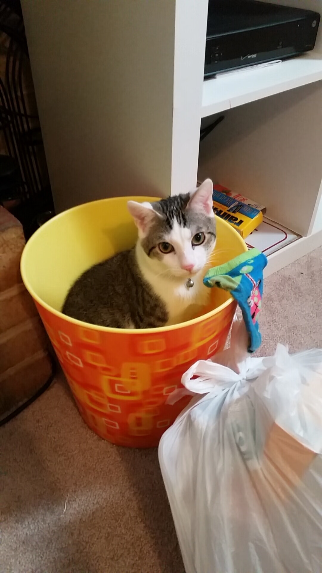 波兰队未来潜力：如何通过结合科技与心理训练弥补短板，波兰队强不强