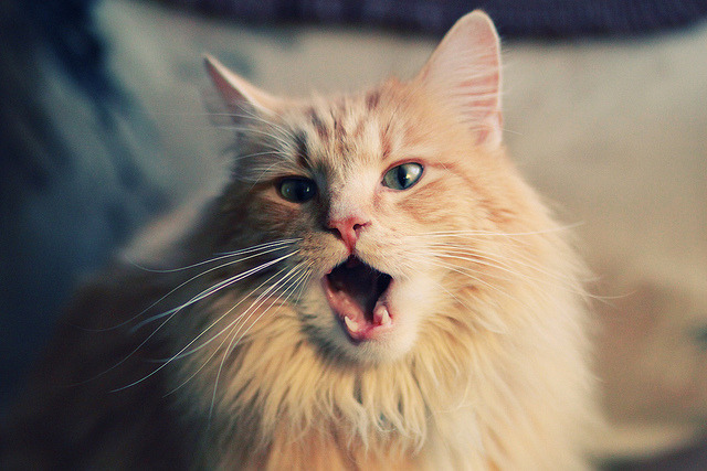 布克再次带伤上阵展现斗志，布克回应