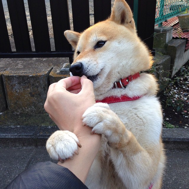 开云官方-科特迪瓦男篮在非洲锦标赛中持续辉煌，期待追逐冠军荣光，科特迪瓦1_0南非