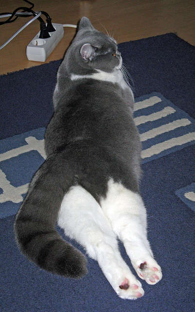 开云体育-职业联赛推动可持续发展评估指标引导绿色足球方向，职业联赛足球游戏