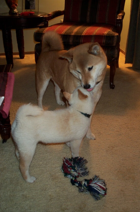 谷爱凌首次尝试冰壶运动乐在其中，谷爱凌2020比赛滑雪视频